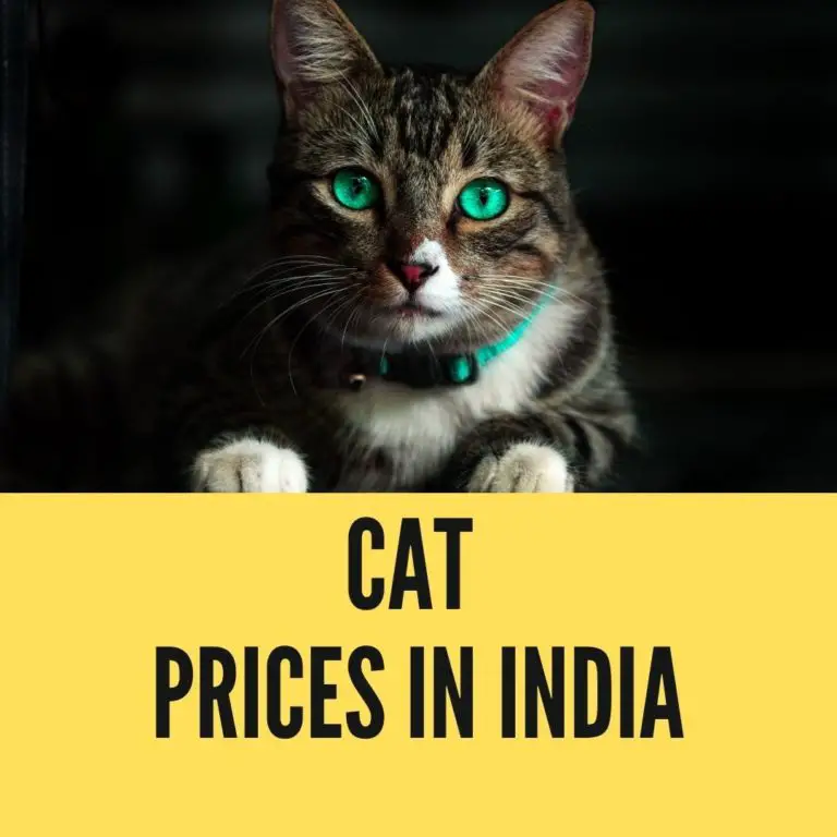 Cat Price in India (2024) with Detail Pricing Guide