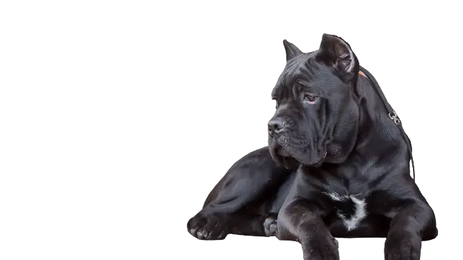 Cane Corso Price in India