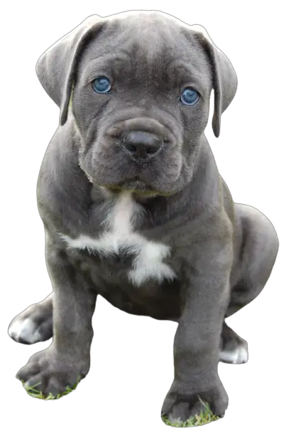 Cane Corso Price in India