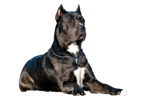 Cane Corso Price in India