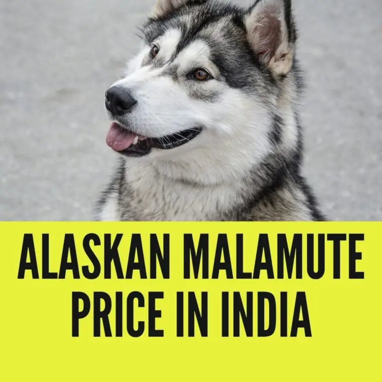 Alaskan Malamute