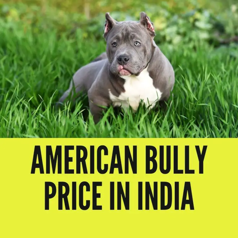 American Bully price in india