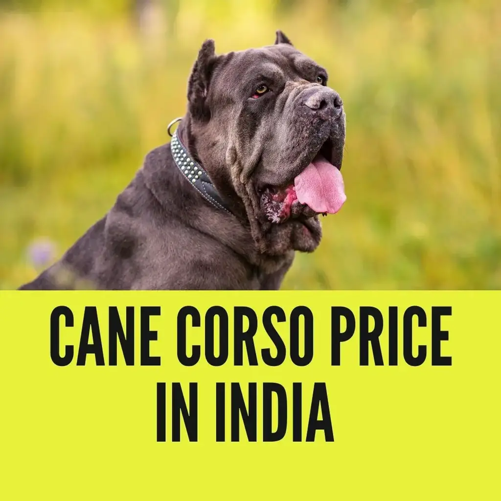 Cane Corso Price in India