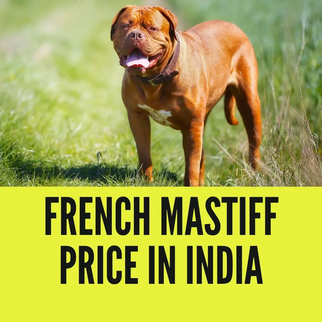 French Mastiff Price in India