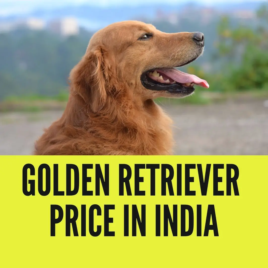 Golden Retriever Price in India
