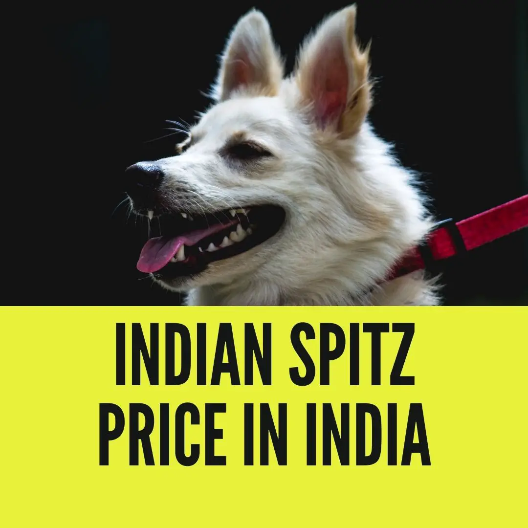 Indian spitz price in india
