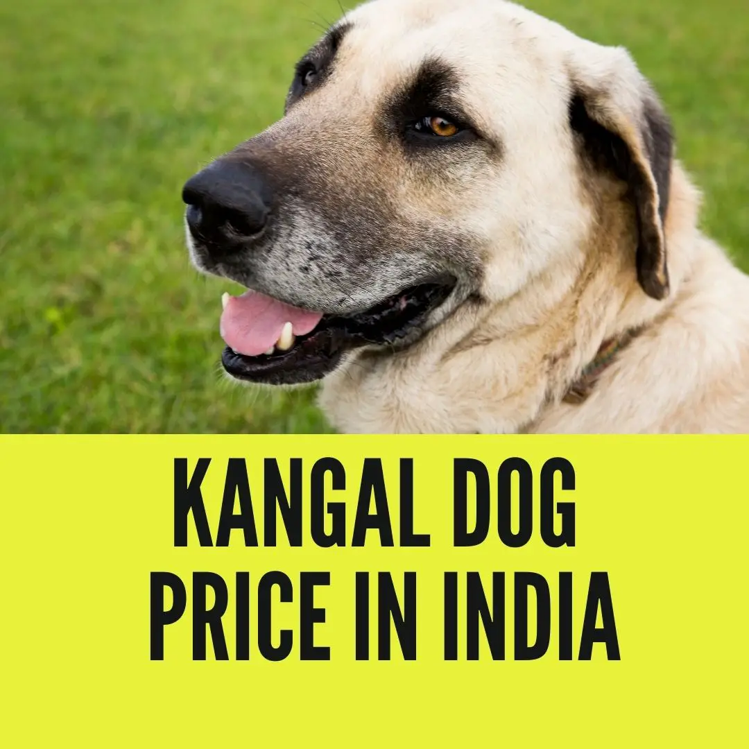 Kangal dog Price in India
