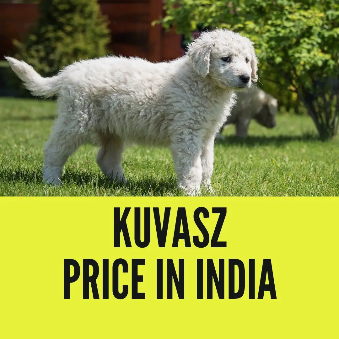 Kuvasz Price in India