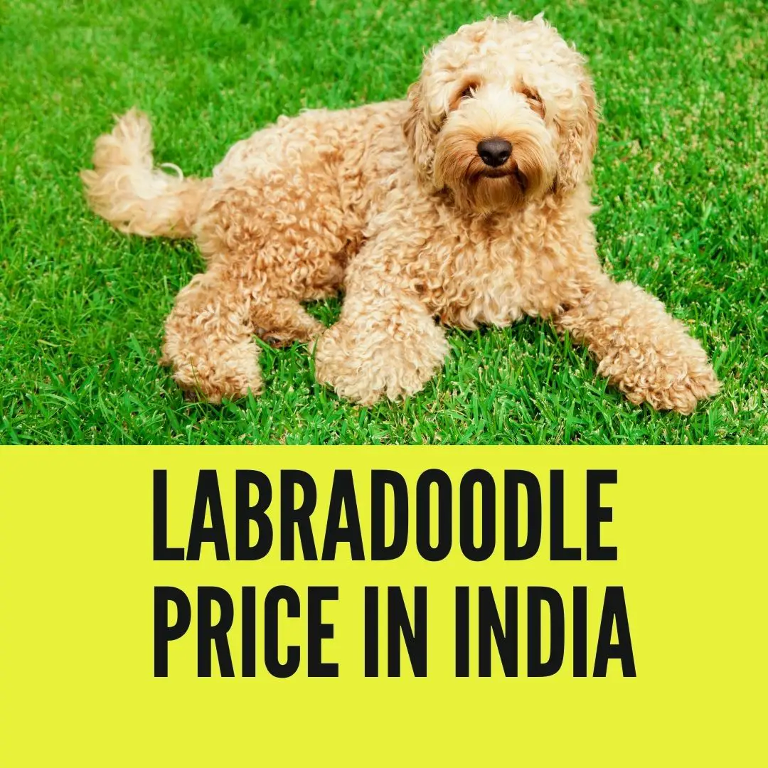 Labradoodle price in india