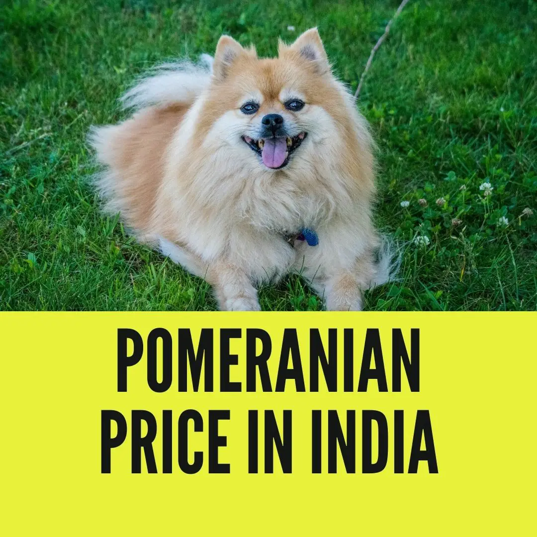 Pomeranian price in india