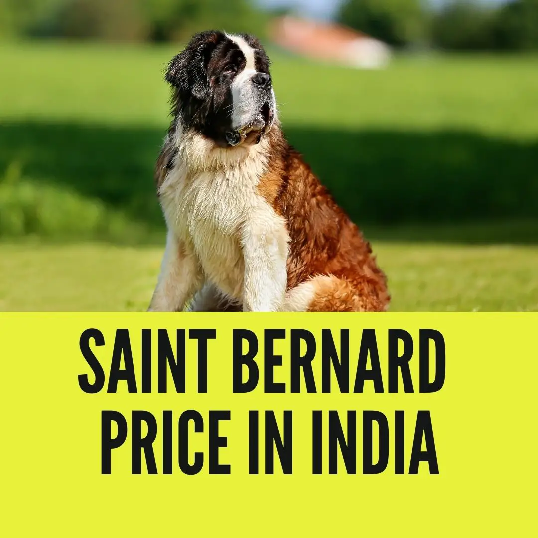 Saint Bernard Price in India