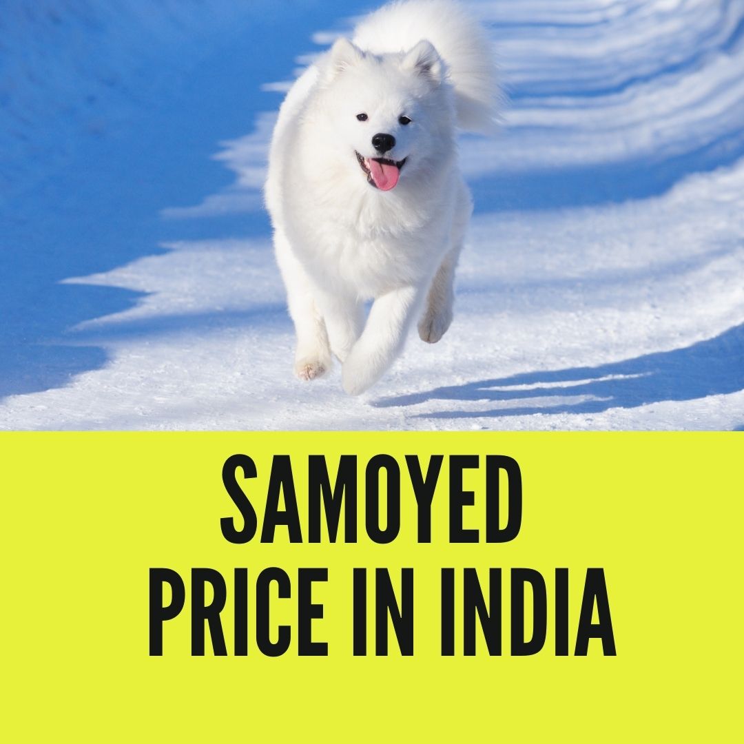 Samoyed price in india