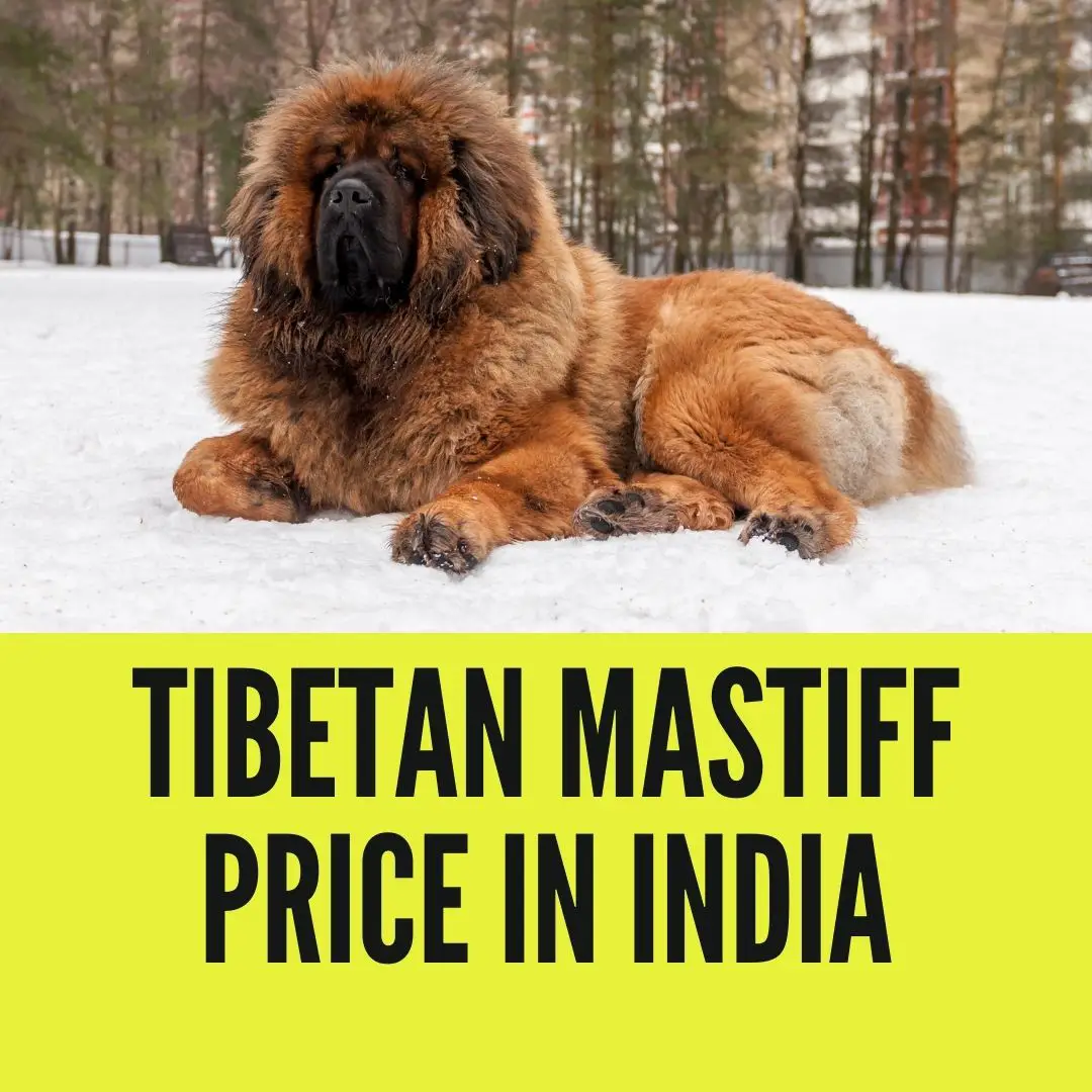 Tibetan Mastiff Price in India