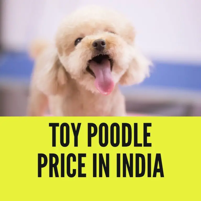 Toy Poodle Price in India