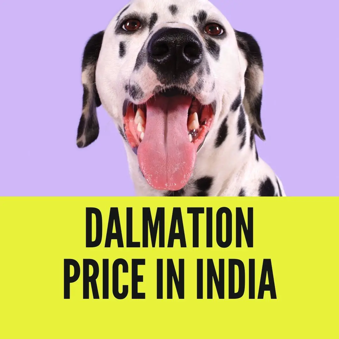 dalmation Price in India