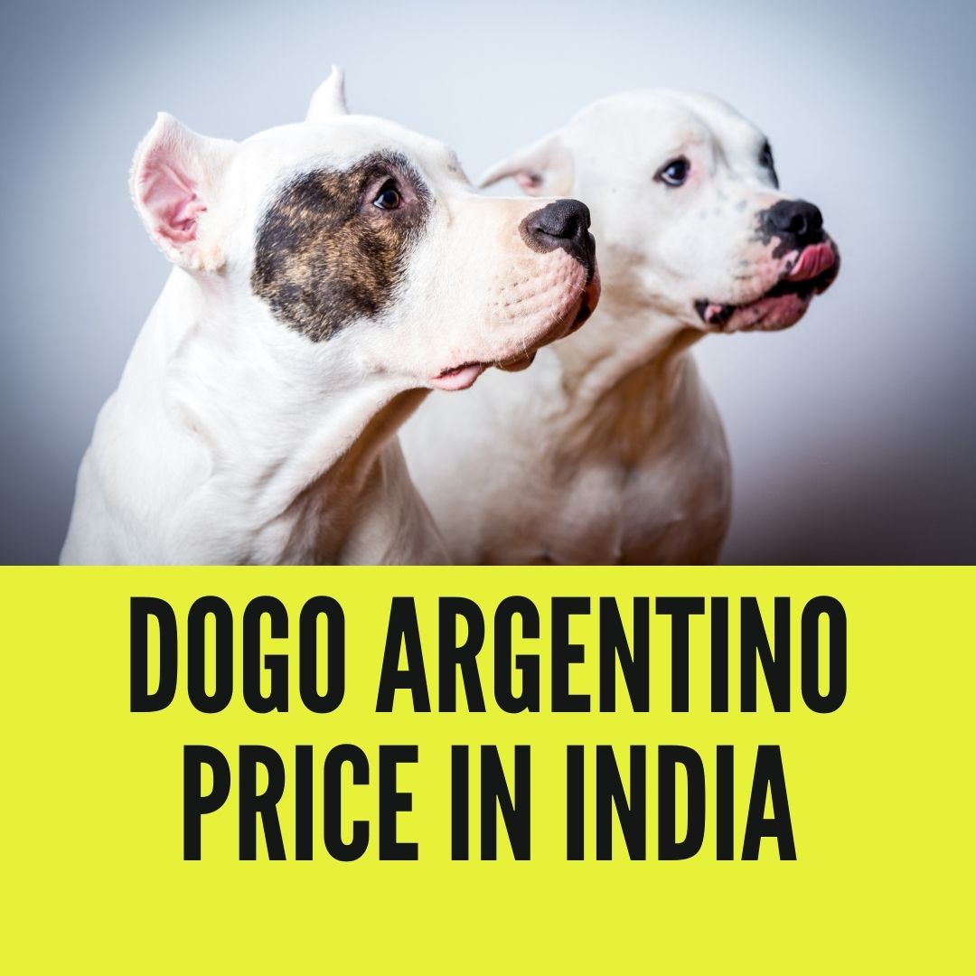 dogo argentino price in india
