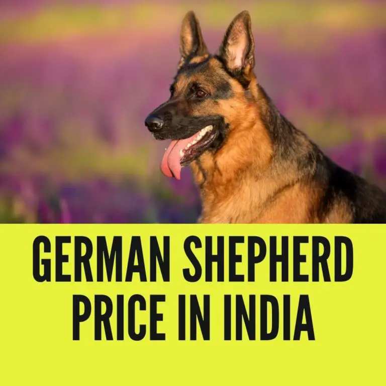 german shepherd price in india