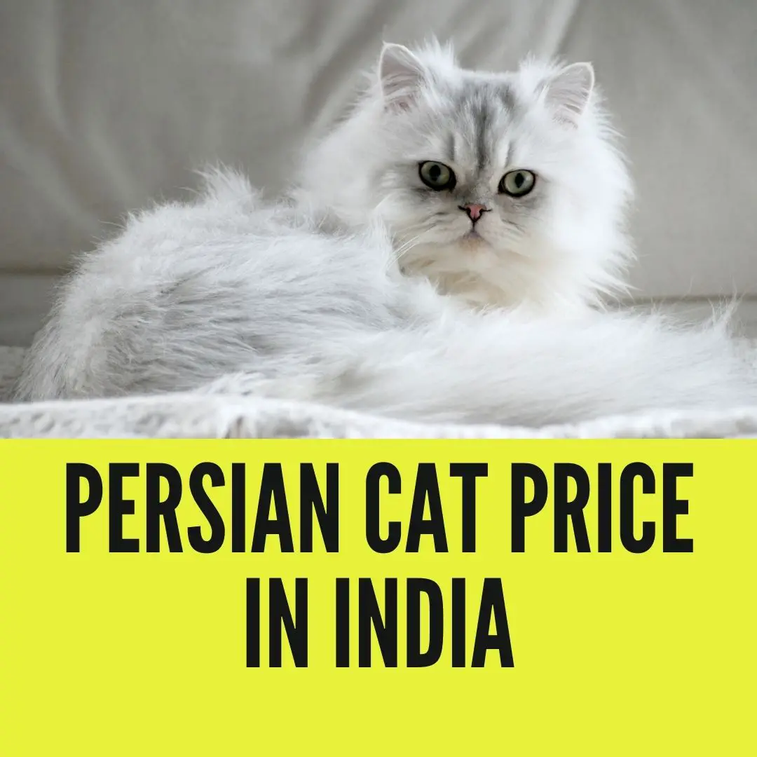 persian cat price in india