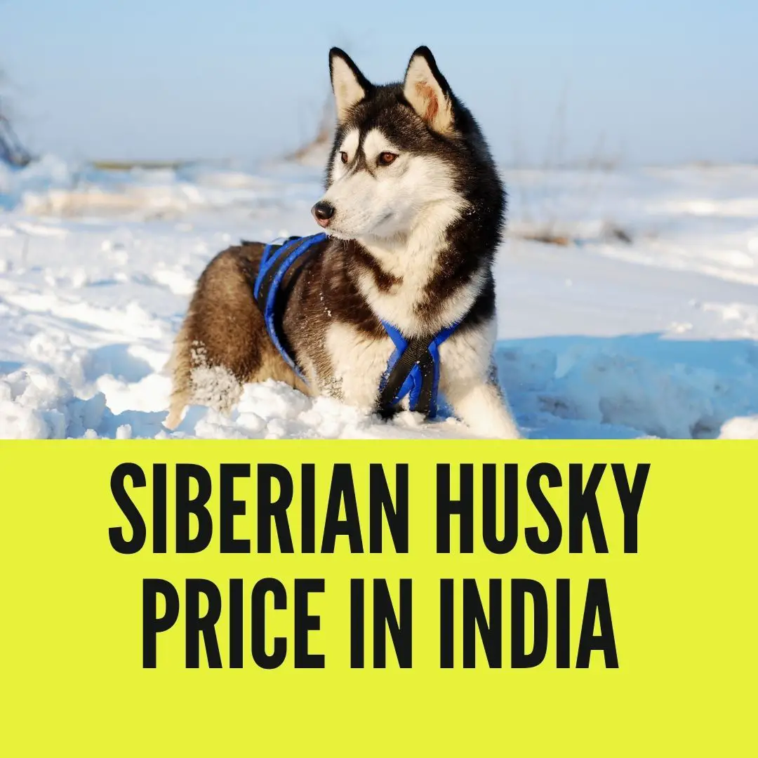 siberian husky price in india